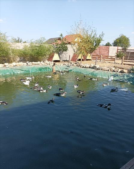 Casa Mizil, Prahova Sau schimb cu Pensiune Eforie - 9