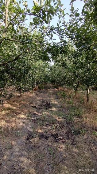 Livada 600pomi de 12 ani,cu casa 2camere,baie ,bucatarie,10000mp - 2