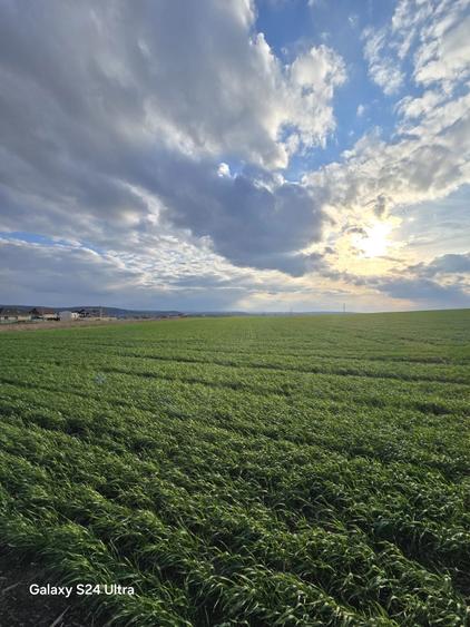 Parcele teren intravilan - Dancu - 6