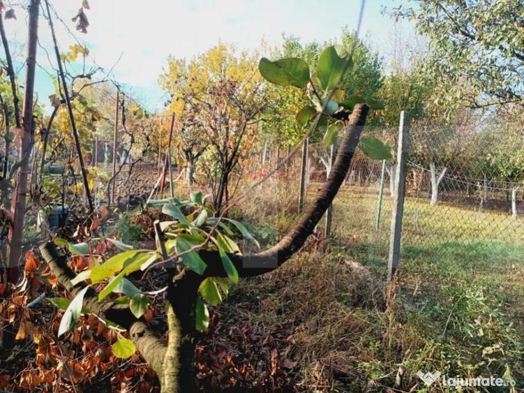 Casa 2 camere, 50 mp, zona Fratelia - 7