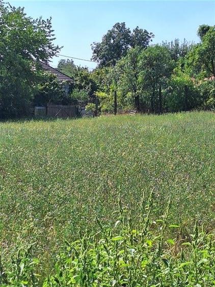 TEREN INTRAVILAM DE VANZARE IN BORZESTI - ONESTI - 6