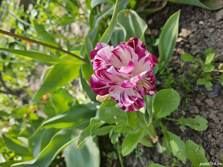 casa de vanzare (schimb cu ap. in Buc.) - 3