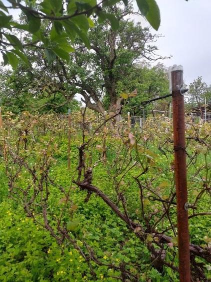 Loc de casa la intrare in Curtesti - 1