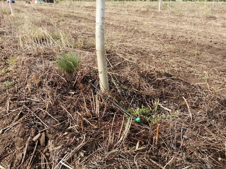 Vand livada de nuci 5ha - 9