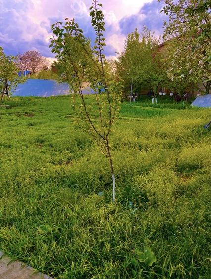Casa+teren de vanzare in moara domneasca - 7