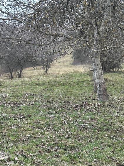 Teren de vanzare - 4