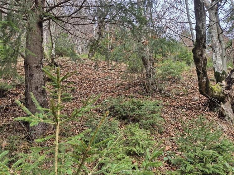 Parcela urbanizabila spectaculoasa,4.600 mp, priveliste emblematica:Piatra Craiu - 5