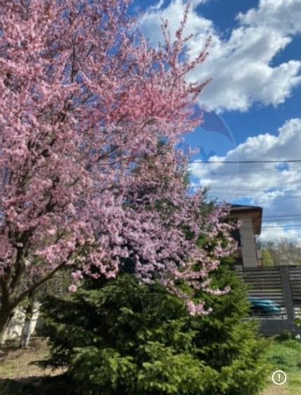 Casă / Vilă de vanzare la intrare in Mogosoaia, padure, teren 1097mp - 29