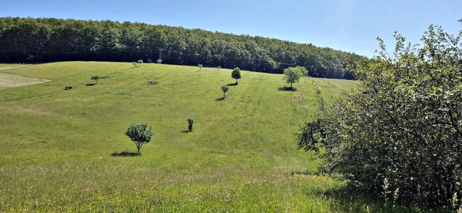 Casa de vanzare si teren de 24000 mp in Fasca, langa padure, 45 km de Oradea - 2