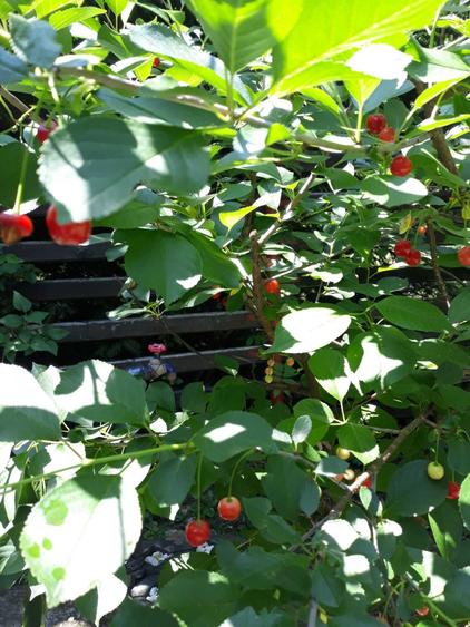 Vanzare Casa cu brazi, Breaza, vizavi de Lac de Verde - 4