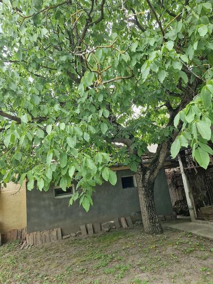 Casă cu 4 camere cu Teren 365 Mp în Central