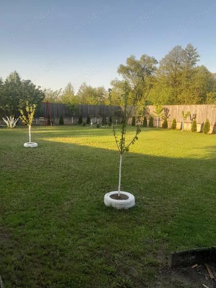 De vanzare casa in sat Pocola la 5 km de ora?ul Beiu? - 4