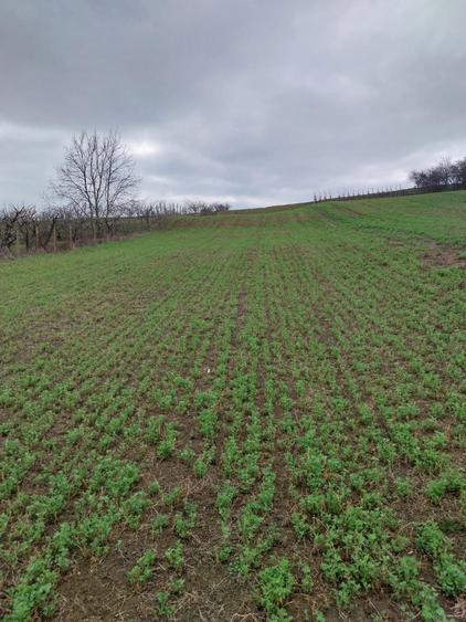 Teren intravilan - 1