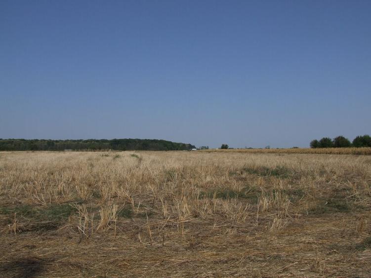 Clinceni-Ordoreanu intre padurea Teghes si Ordoreanu - 7