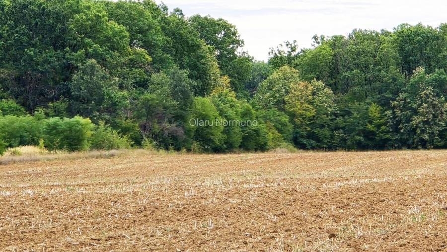 The Forest Collection - Loturi de 600-1000 mp | Padurea Snagov - Ciofliceni