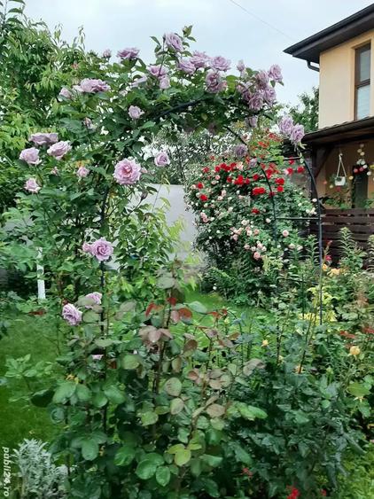 Vanzare casa Chiajna Ilfov - 7