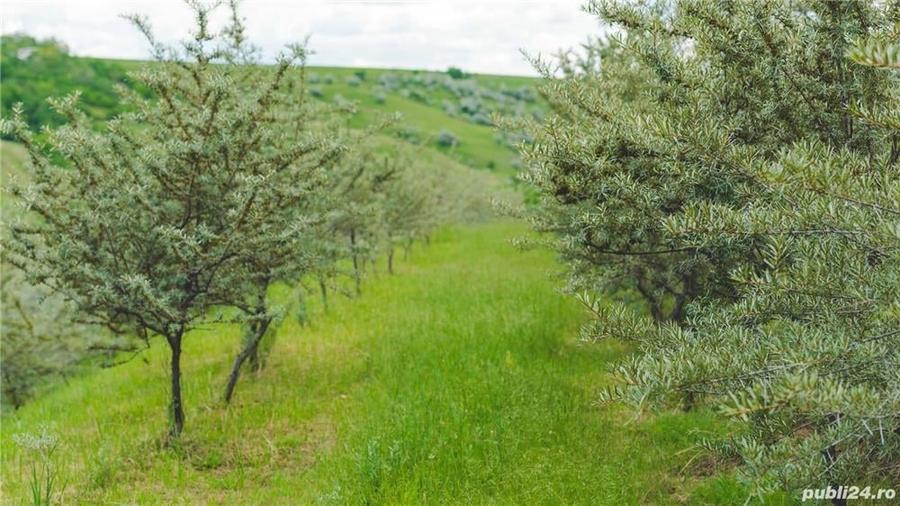 Teren de 20000 mp, în Vadu Săpat