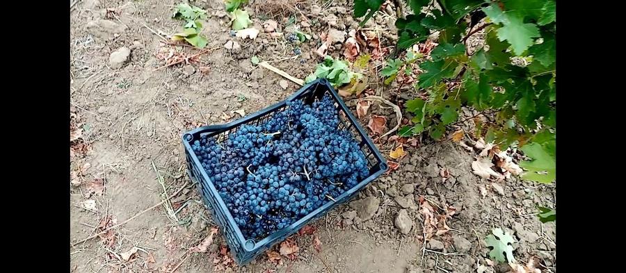 Teren de 2700 mp, în Fântânele