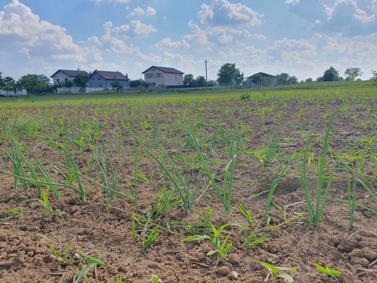Teren Construcții intravilan de 1000 mp, în Moara Vlăsiei