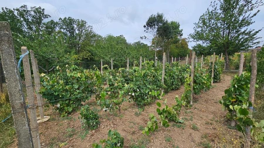 Casă cu 3 camere cu Teren 1500 Mp în Drislea