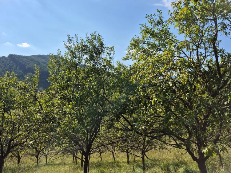 Casă individuală cu 4 camere cu Teren 8000 Mp în Odăile