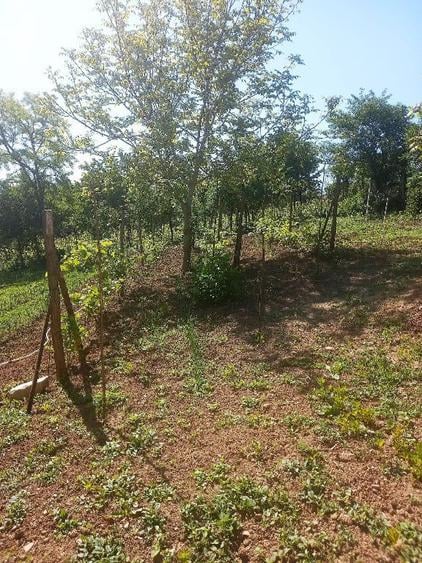 Casă cu 2 camere cu Teren 1100 Mp în Brodoc