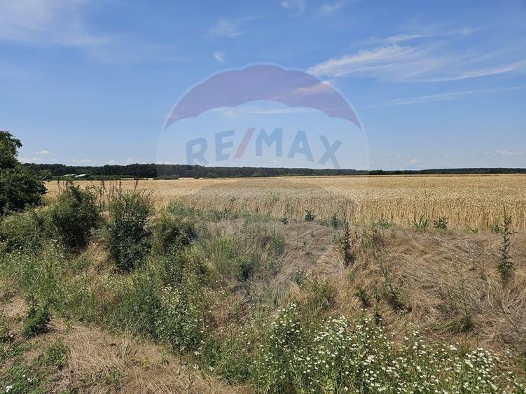 Vanzare Teren Intravilan Buftea, 750mp, str. Ulmului, Pis... - 8