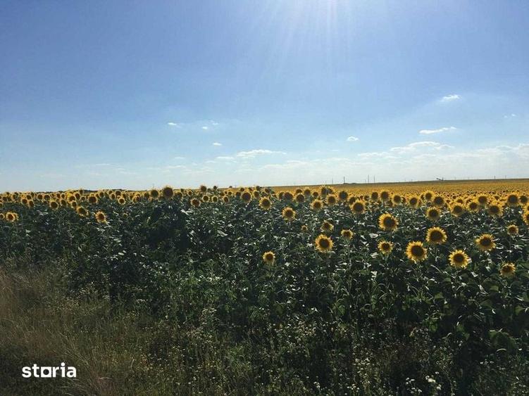 Vand 116 HA teren agricol in judetul Arad - 4
