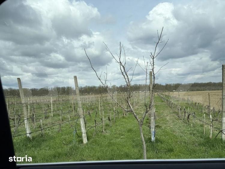 Teren de 405000 mp, în Ivești