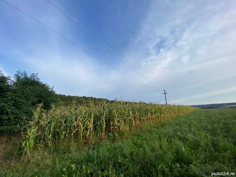 Teren de 2000 mp, în Pătrăuți