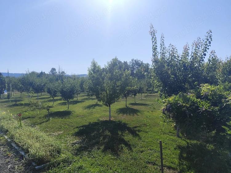 Casă cu Teren 2400 Mp în Vărădia de Mureș