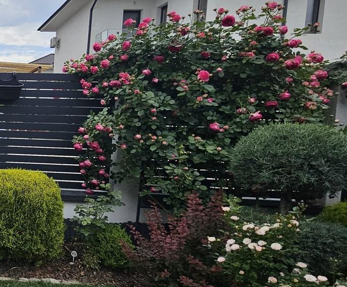 Casă individuală cu 6 camere cu Canalizare în Corbeanca
