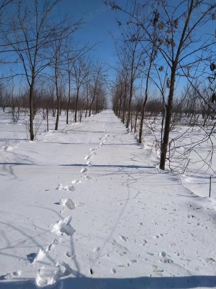 Teren în Gheorghe Lazăr