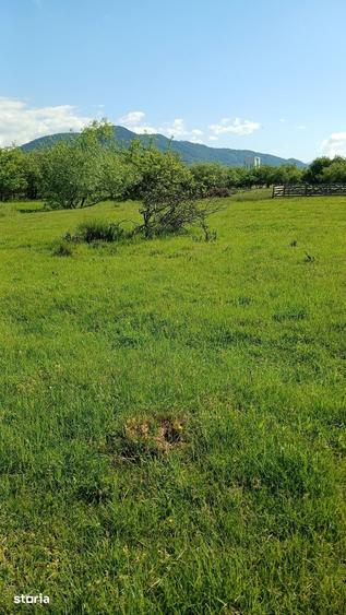 Teren de 4000 mp, în Valea Borcutului