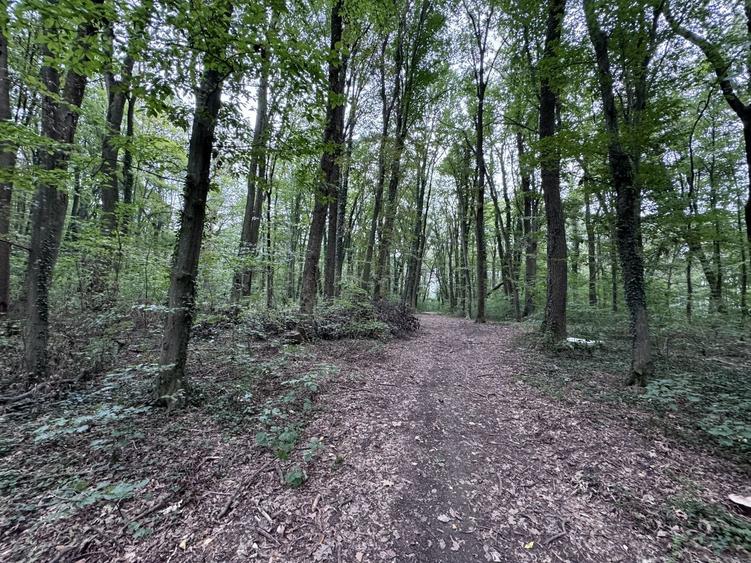 Teren agricol intravilan de 46644 mp, în Băneasa