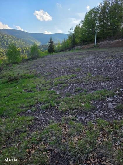 Teren de 6000 mp, în Arieșeni