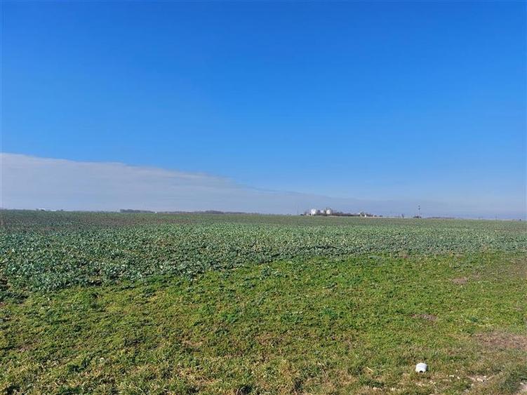 Teren agricol extravilan de 50000 mp, în Turnu