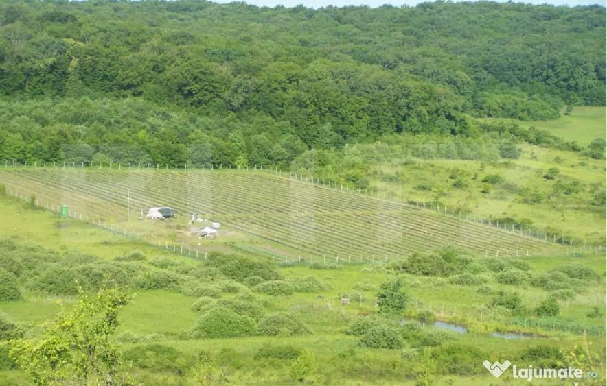 Afacere la Cheie: Planta?ie Afine 1.93 Ha Profit Ga - Bistrita (Bistrita-Nasaud) - 3