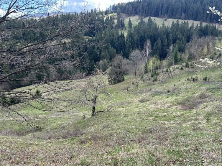 Teren de 14200 mp, în Ceahlău