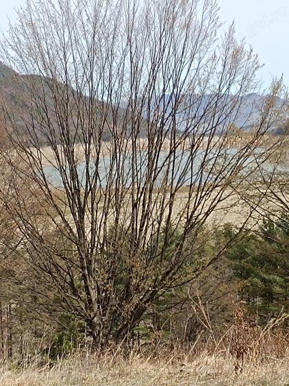 Teren Darmanesti, zona lac Valea Uzului, 3200 mp - 3