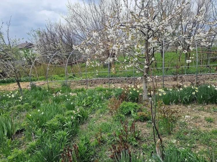 Casă cu 5 camere cu Teren 821 Mp în Cornetu