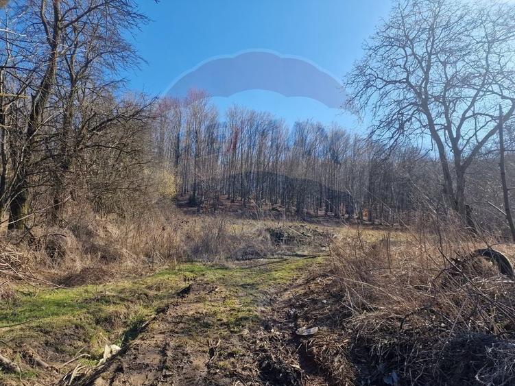 Teren Construcții intravilan de 4985 mp, în Sascut
