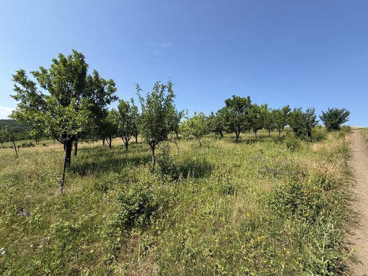 Teren Construcții intravilan de 5800 mp, în Dezmir