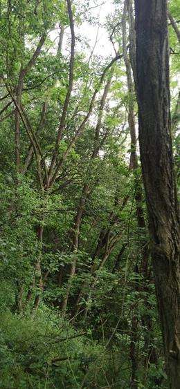 Teren în Central