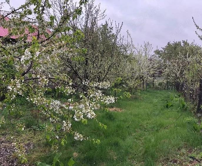 Teren de 7700 mp, în Letca Veche