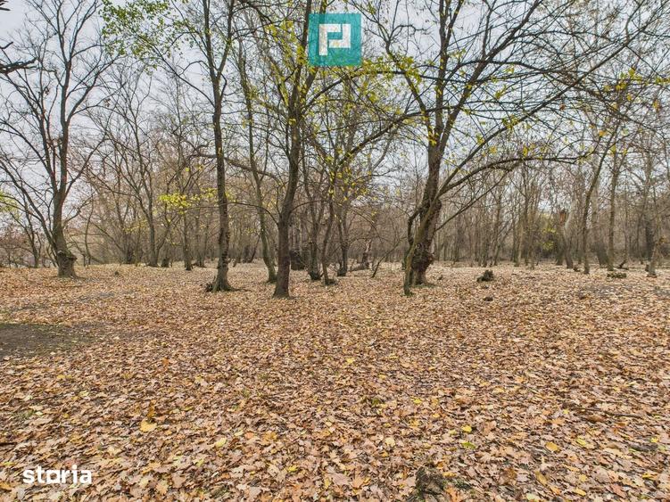 Teren de 5000 mp, în Periam