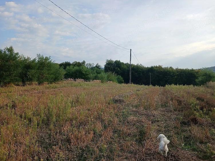 Teren de 6000 mp, în Budești