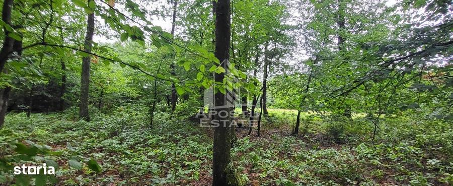 Teren de 8600 mp, în Buteni