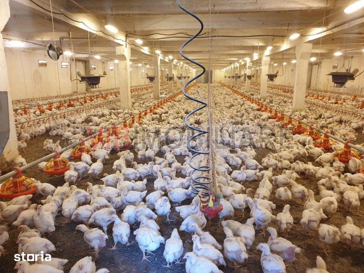 Ferma avicola populata, aparoape de Oradea - 2