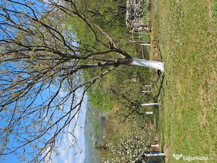 Teren de 10000 mp, în Tomșani